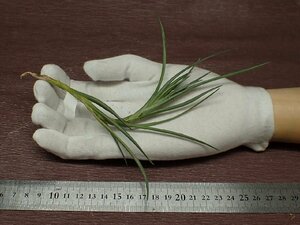 Tillandsia albertiana チランジア・アルベルティアナ★エアプランツEP