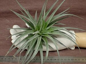 Tillandsia guelzii チランジア・ゲルジー★エアプランツTI