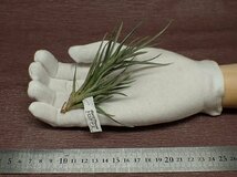 Tillandsia dorotheae17 チランジア・ドロテアエ★エアプランツPR_画像1