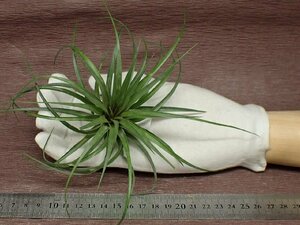 Tillandsia stricta 'Moonglow' チランジア・ストリクタ ムーングロウ★エアプランツTI