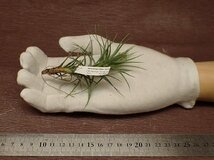 Tillandsia tenuifolia Open form チランジア・テヌイフォリア オープンフォーム■エアプランツTI_画像1