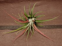 Tillandsia 'Art Candlestick' x T.ionantha 'Hand Grenade' ■エアプランツYC_画像3