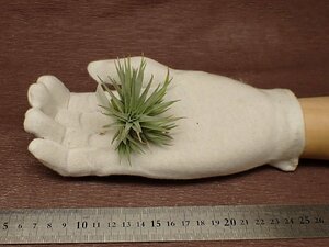 Tillandsia recurvifolia dwarf formchi Ran jia*rek ruby foli Ad wa-f foam # air plant PR
