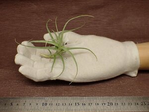 Tillandsia paleacea x T.tectorumchi Ran jia*pa rare seax tech tiger m* air plant TI