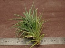 Tillandsia aeranthos 'Miniata' チランジア・アエラントス ミニアタ★エアプランツPR_画像2