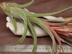 Tillandsia 'Hawaiian Curls'chi Ran jia Hawaiian Karl z* air plant JD