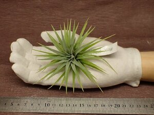 Tillandsia plagiotropica チランジア・プラギオトロピカ★エアプランツEP