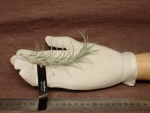 Tillandsia stelliferachi Ran jia* stereo lifela# air plant EP