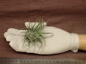 Tillandsia 'BC' x T.'TY' # воздушный растения YC