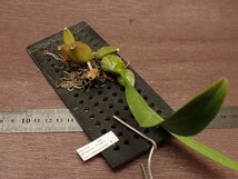 Bulbophyllum arfakianum 'Green' バルボフィラム・アルファキアナム 緑★ラン苗_画像3