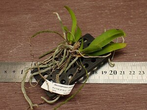 Saccolabiopsis pusilla サッコラビオプシス・プシラ★ラン苗