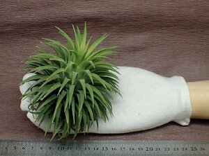 Tillandsia ionantha Guatemala Giantchi Ran jia* Io naan tag atema radio-controller . Ian to* air plant KK