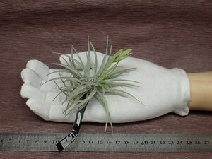 Tillandsia sucreichi Ran jia* Hsu k Ray * air plant EP