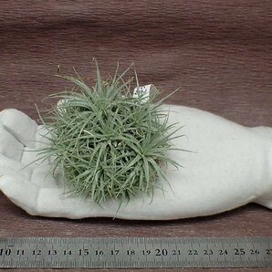 Tillandsia tectorum チランジア・テクトラム★エアプランツPRの画像1