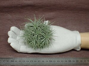 Tillandsia tectorumchi Ran jia* tech tiger m* air plant PR