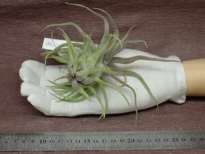 Tillandsia streptophylla Red clonechi Ran jia* -stroke repto filler red k loan * air plant EP