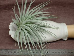 Tillandsia stricta 'Silver' チランジア・ストリクタ シルバー●エアプランツEP