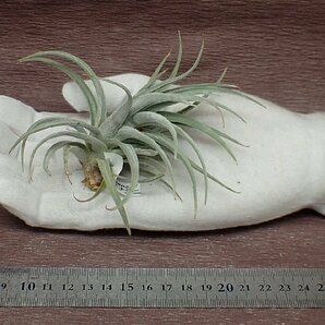 Tillandsia cardenasii チランジア・カルデナシー●エアプランツPRの画像1