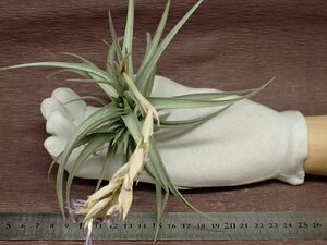 Tillandsia aeranthos 'The Pink'chi Ran jia*a Elan tos The розовый * воздушный растения TI