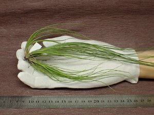 Tillandsia remota チランジア・レモータ★エアプランツTI