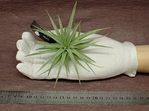 Tillandsia didisticha チランジア・ディディスティカ★エアプランツEP