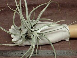 Tillandsia ehlersiana チランジア・エーレルシアナ★エアプランツEP