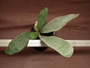 Platycerium omo 'Polar Bear' pra tiselium*omo Pola Bear -* staghorn fern seedling 