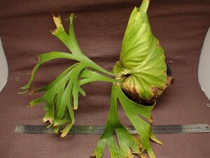 Platycerium 'Mt.Kitshakood' normal pra tiseliumki tea Koo do normal * staghorn fern seedling 