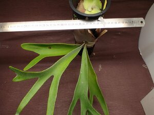 Platycerium veitchii 'Silver' pra tikelium* Bay chi- silver * staghorn fern seedling 