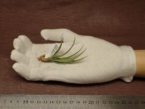 Tillandsia argentinachi Ran jia*aruzenchina# air plant TI