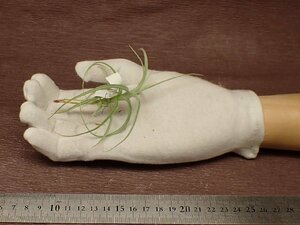 Tillandsia paleacea x T.tectorumchi Ran jia*pa rare seax tech tiger m# air plant TI