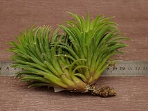 Tillandsia ionantha 'Huamelula' special form チランジア ウアメルラ スペシャルフォーム■エアプランツKK_画像2