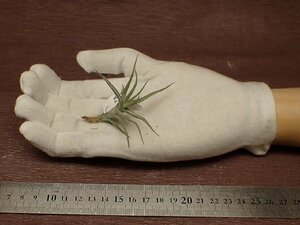 Tillandsia diaguitensis チランジア・ディアグイテンシス■エアプランツDF