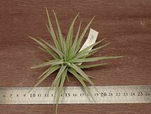 Tillandsia didisticha チランジア・ディディスティカ★エアプランツEP_画像3