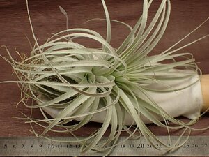 Tillandsia chapeuensis v.turriformischi Ran jia* tea peuensischuliforu mistake * air plant EP