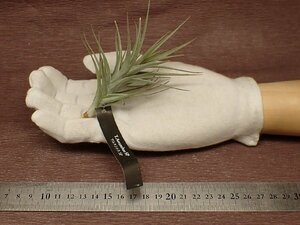 Tillandsia aeranthos SP チランジア・アエラントス SP★エアプランツEP