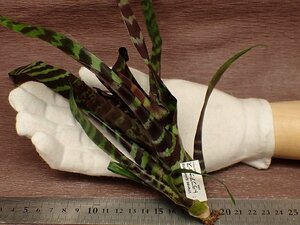 Vriesea splendensto черновой бромелиевые * воздушный растения DP