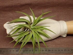 Tillandsia brachycaulos multiflora チランジア・ブラキカウロス ムルチフロラ★エアプランツDP