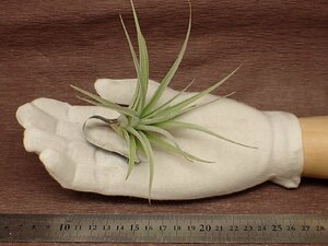 Tillandsia jucundachi Ran jia*juknda* air plant EP