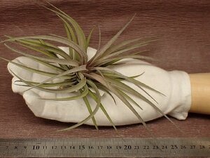 Tillandsia aeranthos 'Purple' チランジア・アエラントス パープル★エアプランツDF