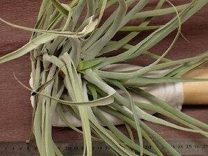 Tillandsia cacticola hybridchi Ran jia*kaktikola hybrid * air plant DF