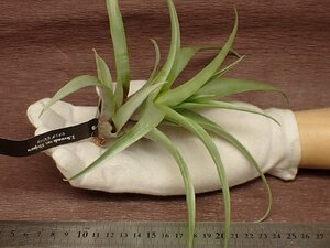 Tillandsia secunda vivipara チランジア・セクンダ ビビパラ★エアプランツEP