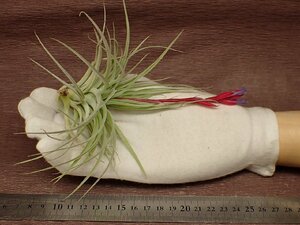 Tillandsia leonamiana チランジア・レオナミアナ★エアプランツCO