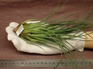 Tillandsia punctulatachi Ran jia*pnktsula-ta* air plant DP