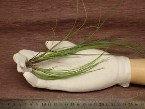 Tillandsia remotachi Ran jia*re motor * air plant TI