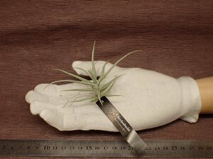 Tillandsia reichenbachii チランジア・ライヘンバッキー●エアプランツEP