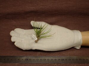 Tillandsia tenuifolia 'Fine Leaf'chi Ran jia*tenifo rear fine leaf * air plant TI