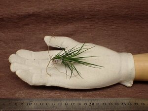 Tillandsia caulescens チランジア・カウレッセンス●エアプランツTI