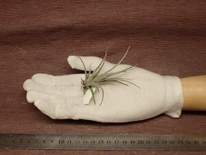 Tillandsia mima v.chilitensischi Ran jia*mi inset li ton sis* air plant TI