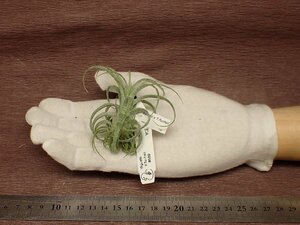 Tillandsia diguetii x T.fuchsii ●エアプランツYC